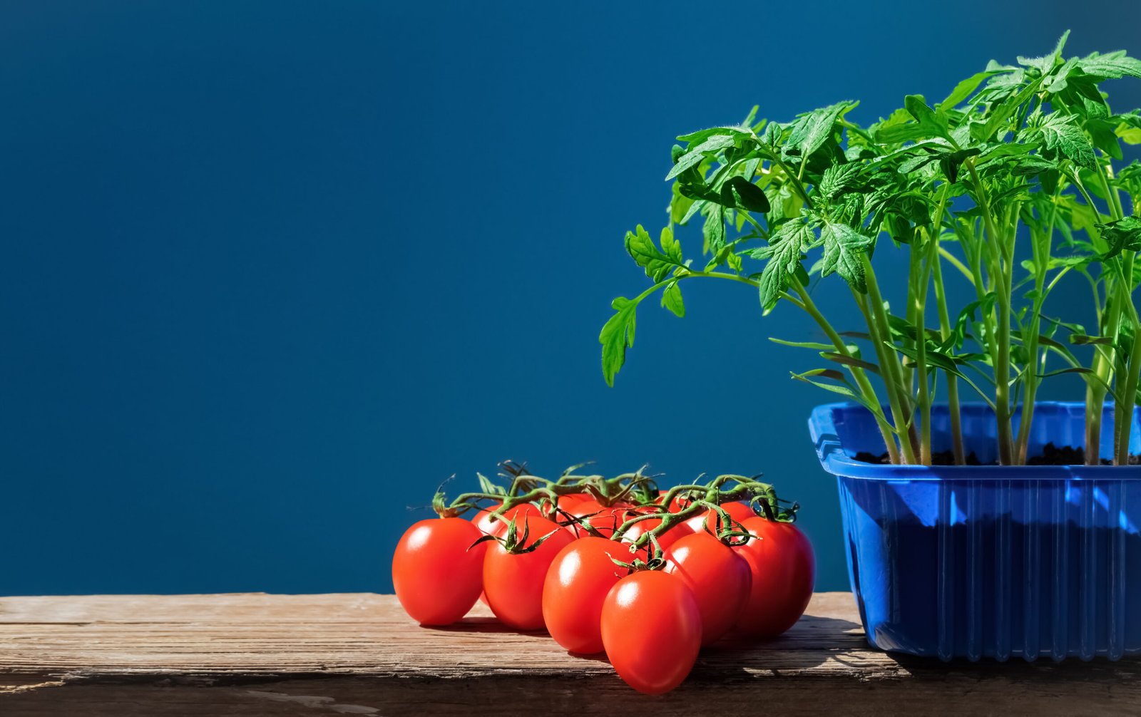 what-size-container-for-tomatoes-home-gardening